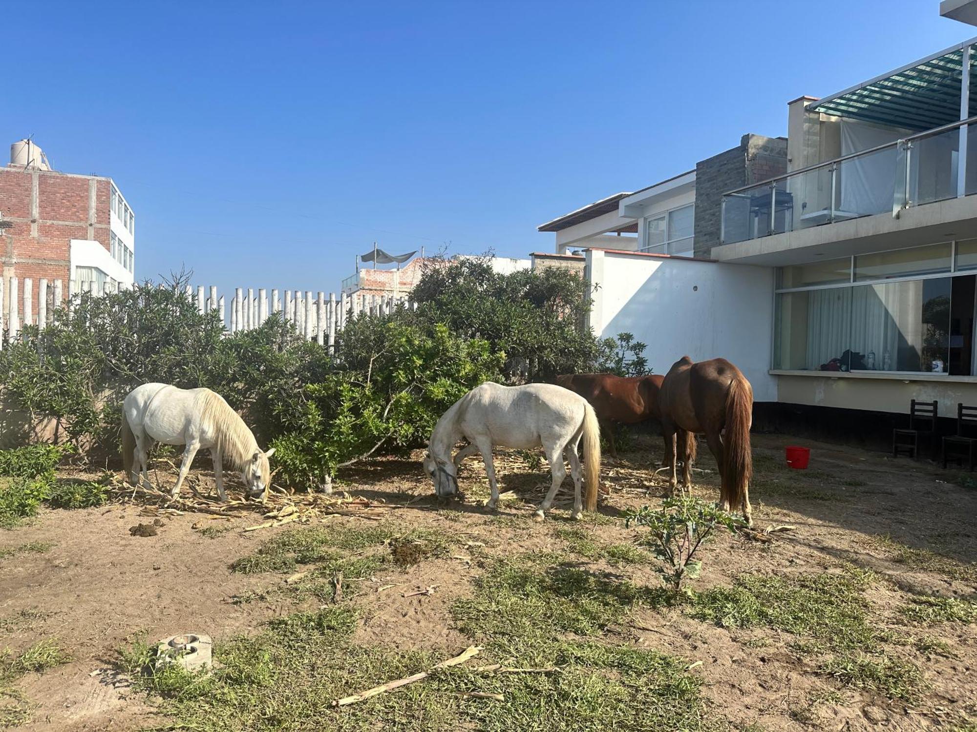Yolo House Peru Bed & Breakfast Asia Luaran gambar